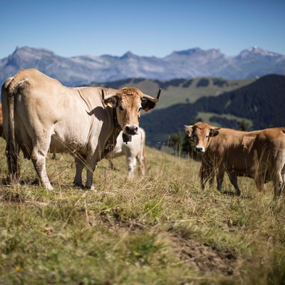 La ballade des vaches et des gens heureux